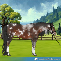 Horse Color:White Spotted Liver Chestnut Tobiano 