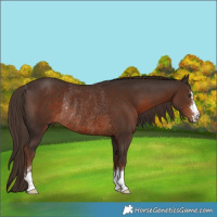 Horse Color:Liver Chestnut Rabicano 