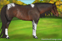 Horse Color:Liver Chestnut Tobiano Rabicano 