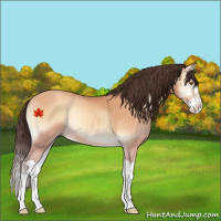 Horse Color:Amber Champagne Onyx Splash 