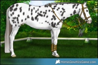 Horse Color:Smoky Black Splash Near Leopard 
