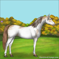 Horse Color:White Spotted Red Dun Frame Rabicano  and White Spotted Red Dun Frame Rabicano 