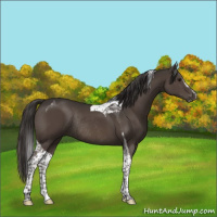 Horse Color:Smoky Black Sabino Tobiano Rabicano 