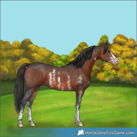 Horse Color:Brown Sabino 
