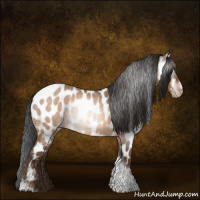 Horse Color:Gray Amber Champagne Roan Tobiano Frame Near Leopard 