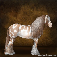 Horse Color:Gray Gold Champagne Roan Tobiano Frame Appaloosa 