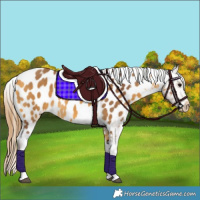 Horse Color:Chocolate Buckskin Tobiano Appaloosa 