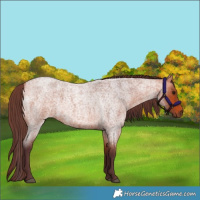 Horse Color:Chocolate Bay Roan