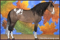 Horse Color:Brown Dun Splash Appaloosa Rabicano 