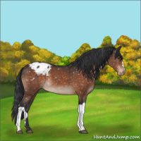 Horse Color:Brown Mushroom Appaloosa 