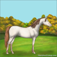 Horse Color:Classic Champagne Pearl Dun Appaloosa Rabicano 