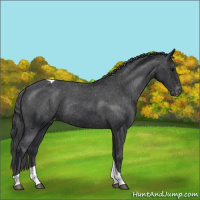 Horse Color:Black Tobiano Appaloosa Rabicano 
