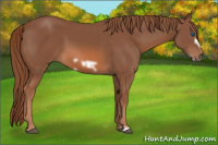 Horse Color:Chestnut Frame 