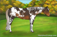 Horse Color:White Spotted Silver Smoky Black 