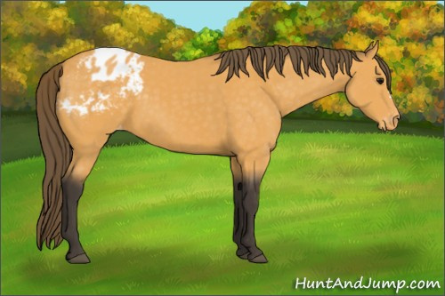 Horse Color:Buckskin Appaloosa 