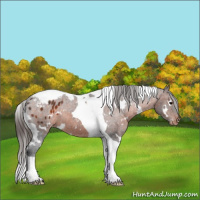 Horse Color:White Spotted Brown Tobiano Appaloosa 
