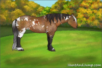 Horse Color:White Spotted Buckskin Rabicano 