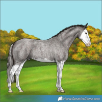 Horse Color:Liver Red Roan Splash 