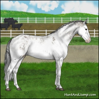Horse Color:Grullo Sabino Splash 