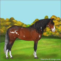 Horse Color:White Spotted Bay Splash 