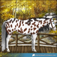 Horse Color:Brown Splash Near Leopard 