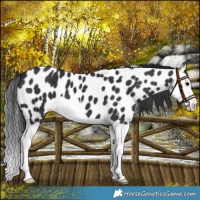 Horse Color:Black Splash Leopard 