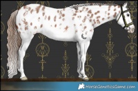 Horse Color:Chestnut Sabino Splash Appaloosa