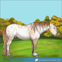 Horse Color:Buckskin Pearl Appaloosa  and Gray Buckskin Pearl Appaloosa 