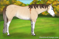 Horse Color:Bay Dun Splash Appaloosa Rabicano 