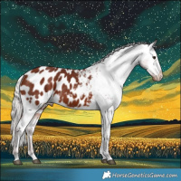 Horse Color:Chocolate Silver Bay Blanket 