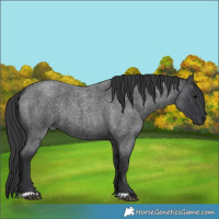 Horse Color:Blue Roan 