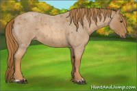 Horse Color:Red Roan 