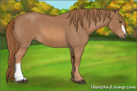 Horse Color:Red Roan 