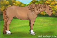 Horse Color:Red Roan