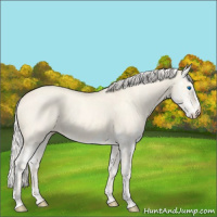 Horse Color:Cremello Dun Splash  and Cremello Dun Splash 