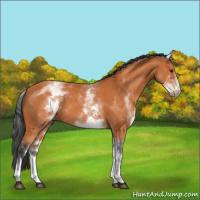 Horse Color:White Spotted Bay 