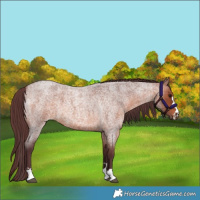 Horse Color:Chocolate Brown Roan 