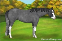 Horse Color:Unknown 