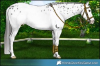 Horse Color:Black Splash Appaloosa 