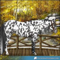 Horse Color:Black Near Leopard 