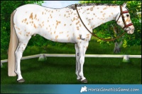 Horse Color:Buckskin Tobiano Near Leopard Rabicano