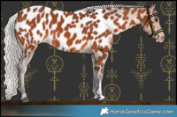 Horse Color:Silver Brown Sabino Near Leopard Rabicano