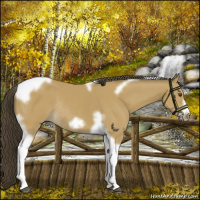 Horse Color:Buckskin Tobiano Frame Rabicano