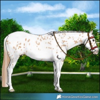 Horse Color:Red Dun Tobiano Frame Near Leopard Rabicano