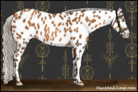 Horse Color:Gray Silver Sable Champagne Appaloosa