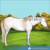 Horse Color:Gray Gold Champagne Dun Tobiano Rabicano 
