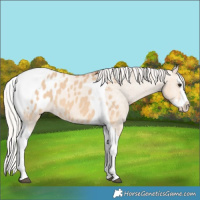 Horse Color:Silver Bay Dun Splash Tobiano Appaloosa 