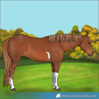 Horse Color:Chestnut Tobiano 