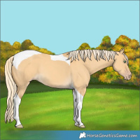 Horse Color:Gold Cream Champagne Dun Tobiano 