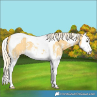 Horse Color:Palomino Dun Sabino Splash Tobiano